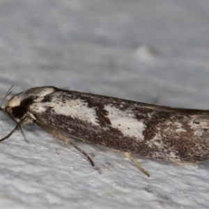 Eusemocosma pruinosa at Melba, ACT - 14 Oct 2021 12:25 AM