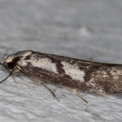 Eusemocosma pruinosa (Philobota Group Concealer Moth) at Melba, ACT - 13 Oct 2021 by kasiaaus