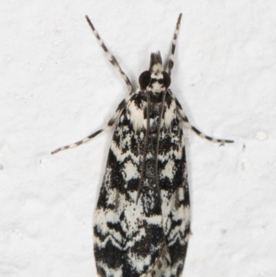 Scoparia exhibitalis (A Crambid moth) at Melba, ACT - 13 Oct 2021 by kasiaaus