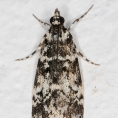 Scoparia exhibitalis (A Crambid moth) at Melba, ACT - 13 Oct 2021 by kasiaaus