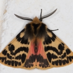 Spilosoma curvata (Crimson Tiger Moth) at Melba, ACT - 13 Oct 2021 by kasiaaus