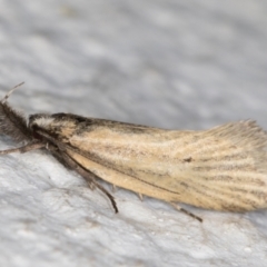 Thema protogramma (A concealer moth) at Melba, ACT - 14 Oct 2021 by kasiaaus