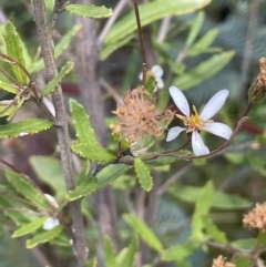 Olearia erubescens (Silky Daisybush) at Rendezvous Creek, ACT - 12 Dec 2021 by JaneR
