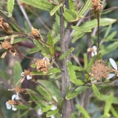 Olearia erubescens at Rendezvous Creek, ACT - 12 Dec 2021