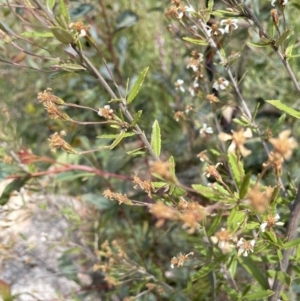 Olearia erubescens at Rendezvous Creek, ACT - 12 Dec 2021 02:45 PM