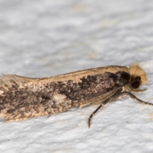 Monopis crocicapitella at Melba, ACT - 14 Oct 2021