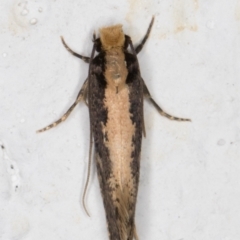 Monopis crocicapitella at Melba, ACT - 14 Oct 2021 12:33 AM