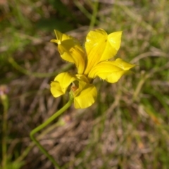 Goodenia pinnatifida (Scrambled Eggs) at Mount Majura - 13 Dec 2021 by waltraud