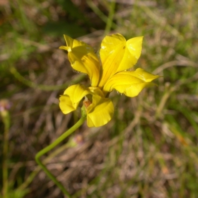 Goodenia pinnatifida (Scrambled Eggs) at Watson, ACT - 13 Dec 2021 by waltraud