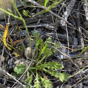 Goodenia pinnatifida at Watson, ACT - 13 Dec 2021