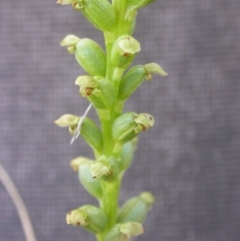 Microtis sp. (Onion Orchid) at Mount Majura - 14 Dec 2021 by waltraud