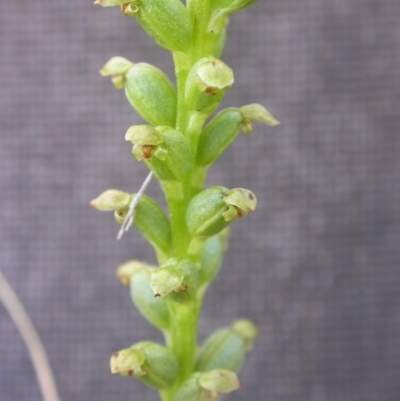 Microtis sp. (Onion Orchid) at Watson, ACT - 14 Dec 2021 by waltraud