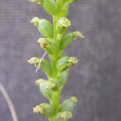 Microtis sp. (Onion Orchid) at Mount Majura - 14 Dec 2021 by waltraud