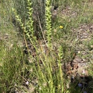 Microtis sp. at Watson, ACT - 14 Dec 2021