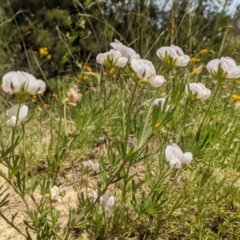 Lotus australis (Austral Trefoil) at Kambah, ACT - 14 Dec 2021 by HelenCross