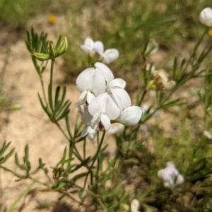 Lotus australis at Kambah, ACT - 14 Dec 2021 01:06 PM