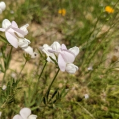 Lotus australis at Kambah, ACT - 14 Dec 2021