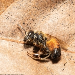 Apis mellifera at Macgregor, ACT - suppressed