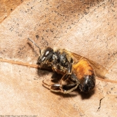 Apis mellifera (European honey bee) at Macgregor, ACT - 14 Dec 2021 by Roger