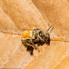 Apis mellifera at Macgregor, ACT - suppressed