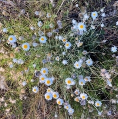 Leucochrysum albicans subsp. tricolor (Hoary Sunray) at Watson, ACT - 13 Dec 2021 by waltraud