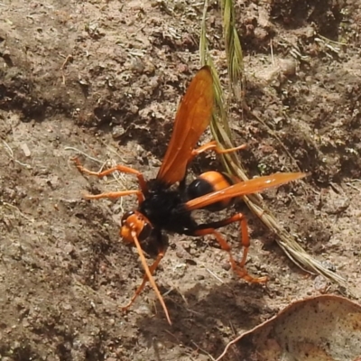 Cryptocheilus sp. (genus) (Spider wasp) at Lions Youth Haven - Westwood Farm - 14 Dec 2021 by HelenCross