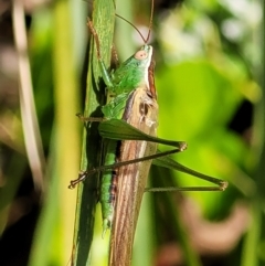 Conocephalus semivittatus (Meadow katydid) at Sullivans Creek, Lyneham South - 14 Dec 2021 by trevorpreston