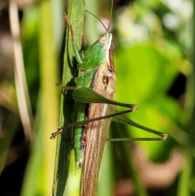 Conocephalus semivittatus (Meadow katydid) at Sullivans Creek, Lyneham South - 14 Dec 2021 by trevorpreston