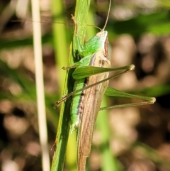 Conocephalus semivittatus at Lyneham, ACT - 14 Dec 2021 04:07 PM