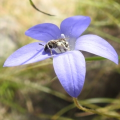 Lasioglossum (Chilalictus) sp. (genus & subgenus) (Halictid bee) at Paddys River, ACT - 14 Dec 2021 by HelenCross