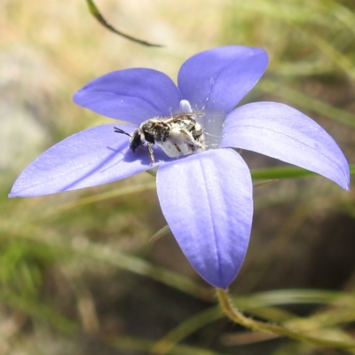 Lasioglossum (Chilalictus) sp. (genus & subgenus) (Halictid bee) at Bullen Range - 14 Dec 2021 by HelenCross