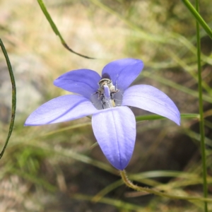 Lasioglossum (Chilalictus) sp. (genus & subgenus) at Paddys River, ACT - 14 Dec 2021