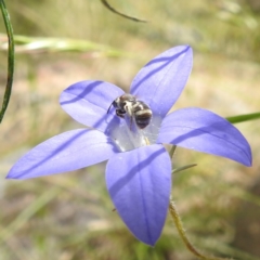 Lasioglossum (Chilalictus) sp. (genus & subgenus) at Paddys River, ACT - 14 Dec 2021