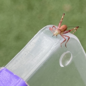 Caedicia sp. (genus) at Theodore, ACT - 14 Dec 2021