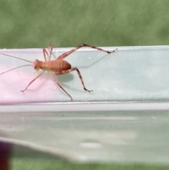 Caedicia sp. (genus) at Theodore, ACT - 14 Dec 2021