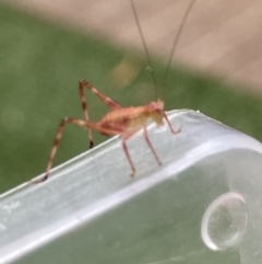 Caedicia sp. (genus) at Theodore, ACT - 14 Dec 2021