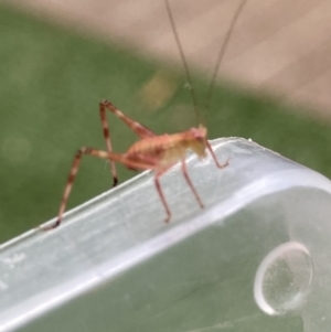 Caedicia sp. (genus) at Theodore, ACT - 14 Dec 2021 04:07 PM