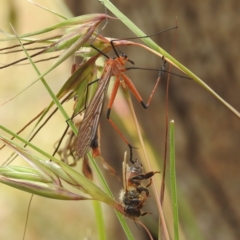 Harpobittacus australis (Hangingfly) at Paddys River, ACT - 14 Dec 2021 by HelenCross