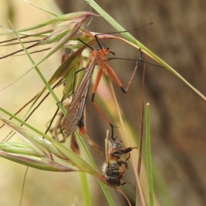 Harpobittacus australis at Paddys River, ACT - 14 Dec 2021