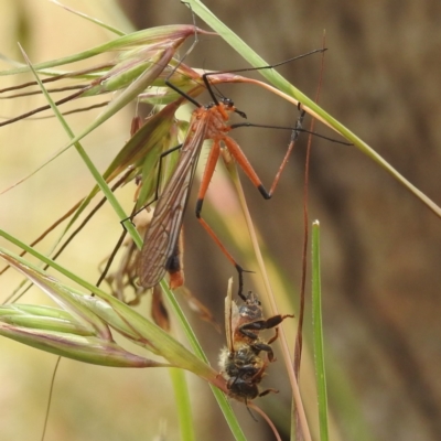 Harpobittacus australis (Hangingfly) at Bullen Range - 14 Dec 2021 by HelenCross