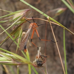 Harpobittacus australis at Paddys River, ACT - 14 Dec 2021