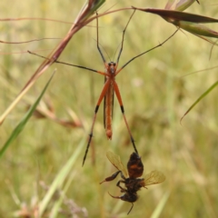 Harpobittacus australis at Paddys River, ACT - 14 Dec 2021 01:34 PM