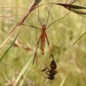 Harpobittacus australis at Paddys River, ACT - 14 Dec 2021