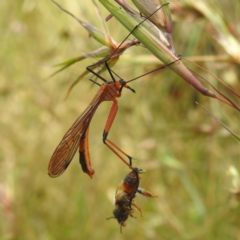 Harpobittacus australis at Paddys River, ACT - 14 Dec 2021