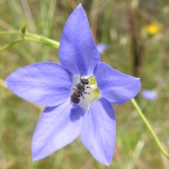 Lasioglossum (Chilalictus) sp. (genus & subgenus) (Halictid bee) at Paddys River, ACT - 14 Dec 2021 by HelenCross