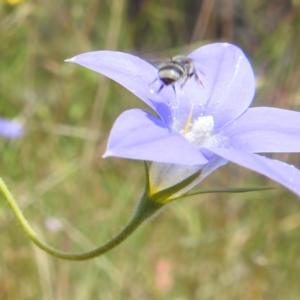 Lasioglossum (Chilalictus) sp. (genus & subgenus) at Paddys River, ACT - 14 Dec 2021 01:44 PM