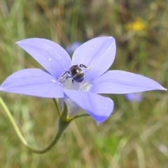 Lasioglossum (Chilalictus) sp. (genus & subgenus) at Paddys River, ACT - 14 Dec 2021