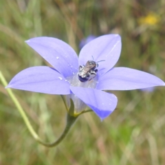 Lasioglossum (Chilalictus) sp. (genus & subgenus) at Paddys River, ACT - 14 Dec 2021