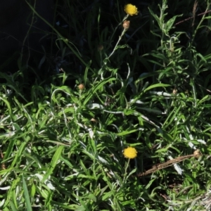 Coronidium gunnianum at Reidsdale, NSW - 29 Mar 2021
