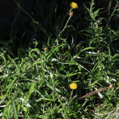 Coronidium gunnianum (Gunn's Everlasting) at Reidsdale, NSW - 29 Mar 2021 by AndyRoo